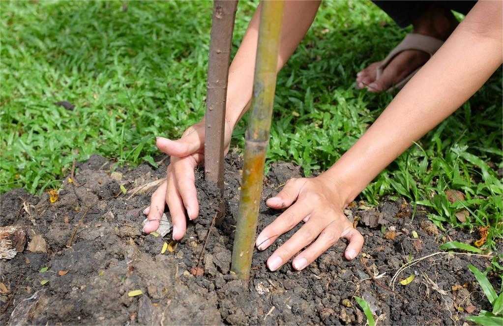 增加新功能 市民可通過“植樹碼”小程序參與義務(wù)植樹 