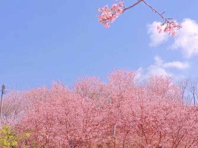 4月22日-5月3日太原市開通免費賞櫻公交專線 
