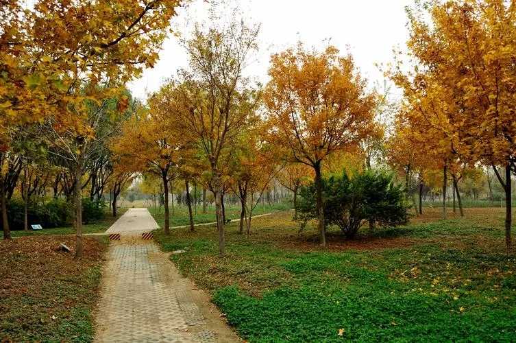 賞花賞樹賞非遺 我市各公園邀請(qǐng)廣大市民共賞秋日美景