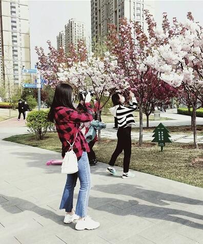 和平公園第九屆櫻花節(jié)將啟幕 800余株晚櫻盛裝迎客